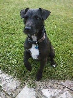 patorjack.com|Patterjack Dog Breed Information .